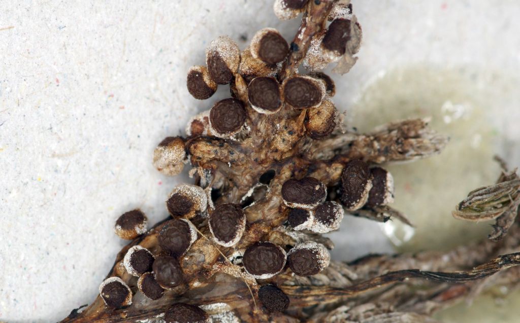 Sconosciuto myxo nivicolous da Olympos